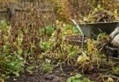 How to Winterize Garden Beds