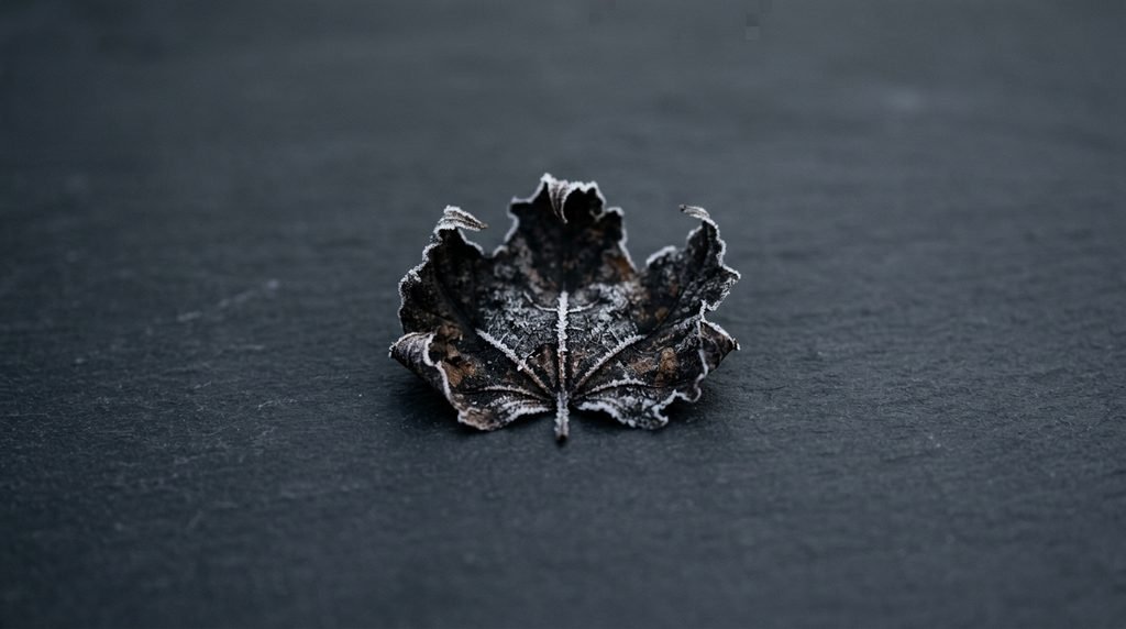 Frost Damaged Leaf