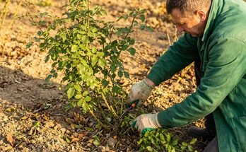 Garden Winterization Mistakes