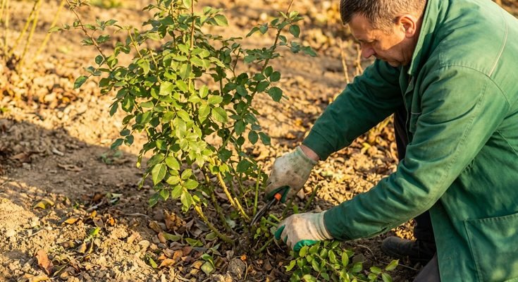 Garden Winterization Mistakes