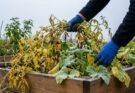 How to Winterize a Vegetable Garden: A Practical Step-by-Step Guide