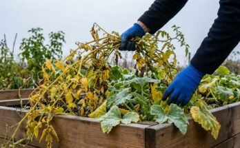 Winterize Vegetable Garden