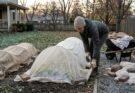 How to Cover Plants for Frost: A Practical Step-by-Step Guide